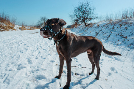 狗舔舌头摄影照片_冬天的狗