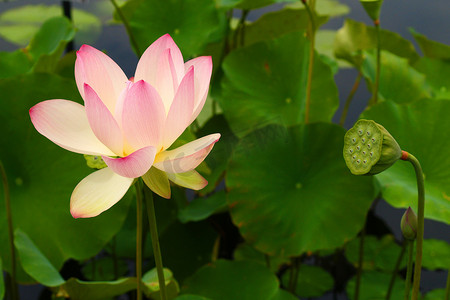 生育能力摄影照片_热带花卉