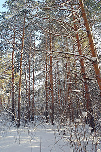 冬季森林景色