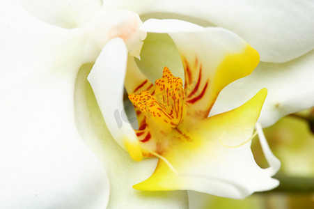 黄色和白色兰花