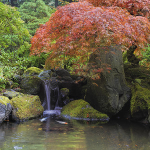 池塘瀑布摄影照片_瀑布池塘上的红枫树