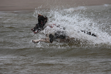国史摄影照片_工作型英国史宾格犬宠物猎犬跳入水中