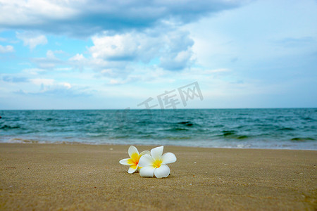 清新植物边框摄影照片_沙滩上的白黄色茉莉花