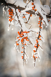 白雪皑皑的浆果