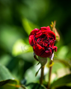 周年庆红金摄影照片_绿色模糊背景上的红玫瑰花