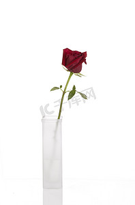 孤立在白色花瓶中的美丽红玫瑰