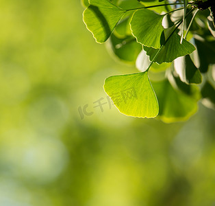 带叶子的银杏树 biloba 树枝