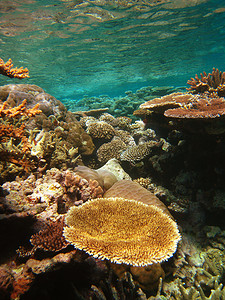 大堡礁海底景观