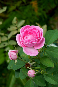 玫瑰提取精油用的粉色玫瑰（）