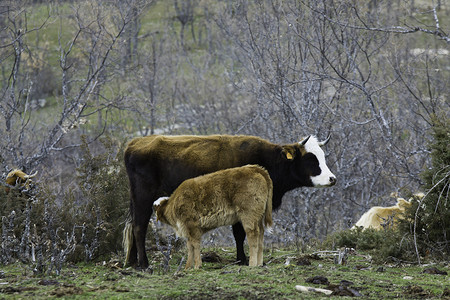 棕色母牛和小牛在草原上哺乳