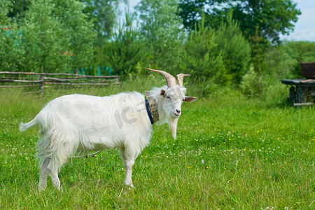 一只山羊在草地上的图片