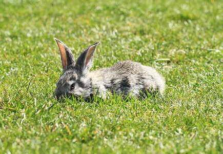 家养兔子摄影照片_灰色兔子