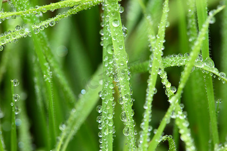 小黑麦摄影照片_宏观背景下带露珠的鲜绿小麦草