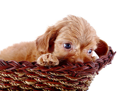 可爱的小狗装饰摄影照片_一只装饰性小狗的小狗的画像，在一个有篱笆的篮子里。