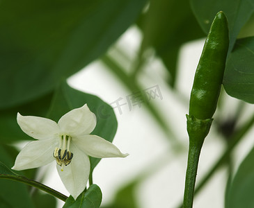 鸟瞰辣椒果和花——Capsicum frutescens