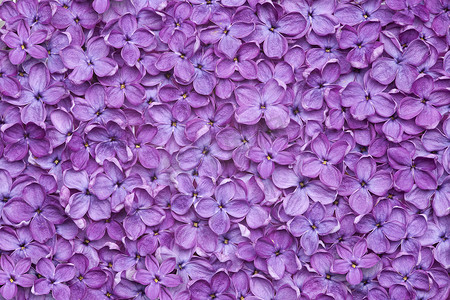 紫丁香花背景