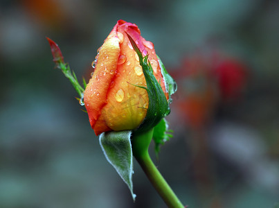 橙色玫瑰花苞上的水滴