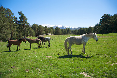 西班牙家庭马