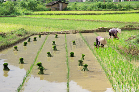 越南农民在田间种植水稻