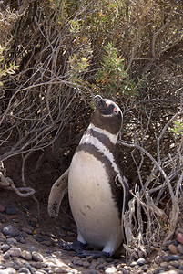 巴塔哥尼亚的麦哲伦企鹅