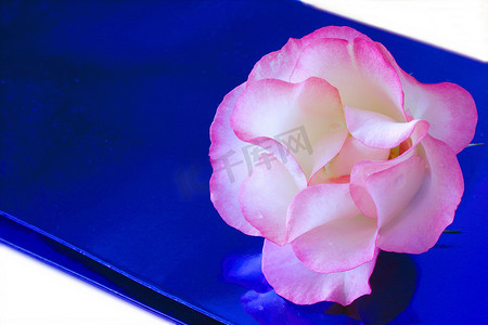 蓝色质感金属摄影照片_蓝色包装纸上的玫瑰