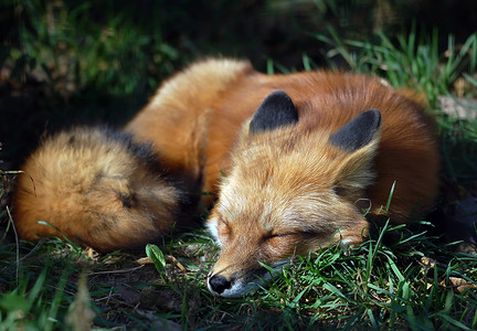 赤狐 (Vulpes vulpes)