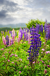 绿色文明摄影照片_紫色和粉红色的花园羽扇豆花