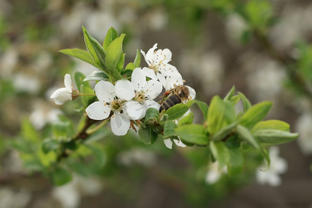 黑刺和蜜蜂