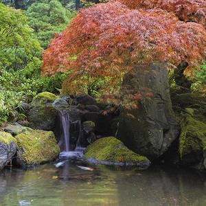 红锦鲤摄影照片_瀑布池塘上的红枫树