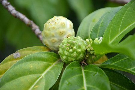 诺丽果（Morinda citrifolia）