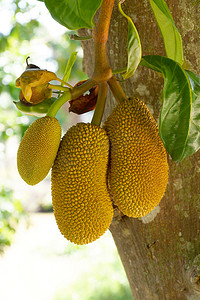 大自然水果摄影照片_黄色菠萝蜜树上的果实