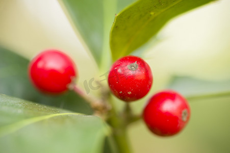 灌木草丛摄影照片_草丛灌木的红色浆果