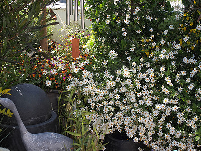 绿色环保装饰摄影照片_屋顶花园盛开的鲜花