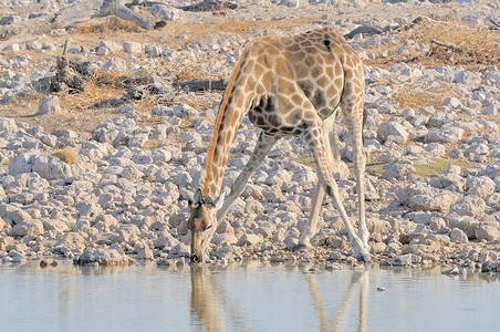 长颈鹿喝水