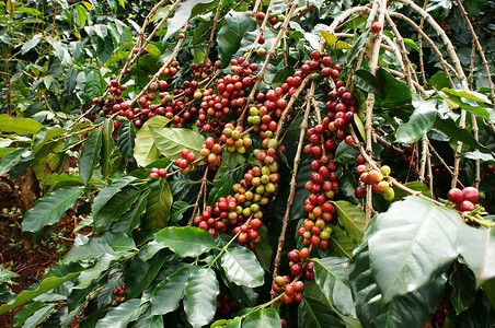 红豆咖啡树
