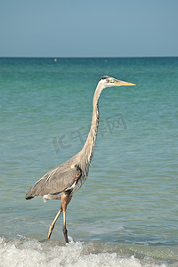 墨西哥湾沿岸摄影照片_墨西哥湾沿岸海滩上的大蓝鹭