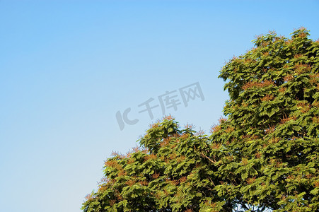 插画秋季摄影照片_翻译后的中文标题为碧绿的叶丛