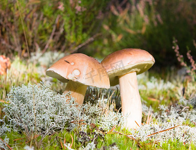 树林草地背景摄影照片_苔藓中的蘑菇
