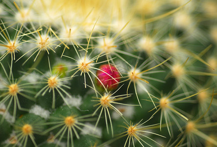 植物花朵干花摄影照片_仙人掌植物上的粉红色花朵