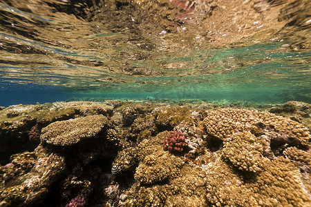 红海中的热带珊瑚礁