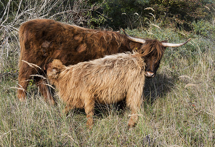 母牛和幼年戈洛韦牛