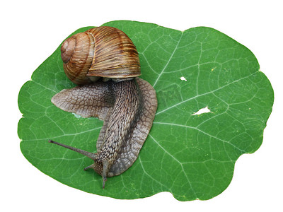 叶子上的蜗牛
