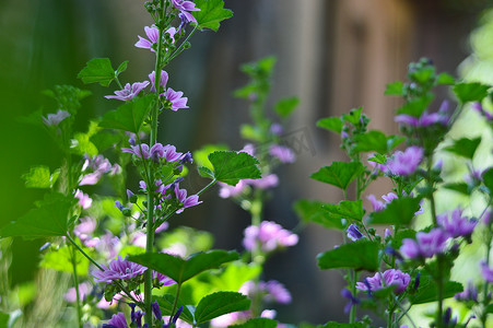 美丽的紫色天竺葵花