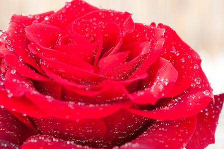 带水滴的大美丽红玫瑰背景