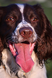 一只工作型英国史宾格犬宠物猎犬的特写