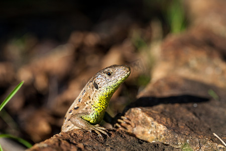 警觉的摄影照片_敏捷的蜥蜴在其自然栖息地中