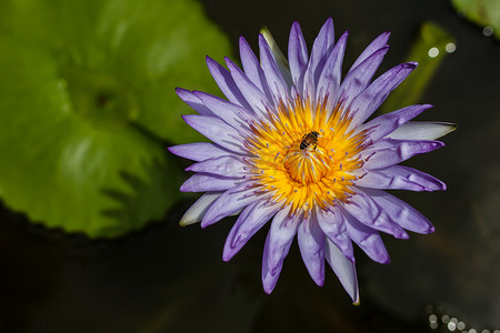 池塘紫莲花中的蜜蜂，背景