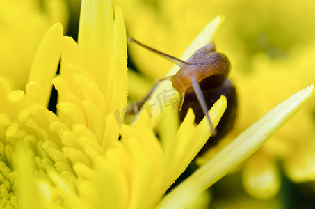 关闭黄色菊花上的蜗牛