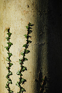 树杆摄影照片_有植物的树