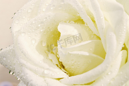 白玫瑰情人节摄影照片_白玫瑰